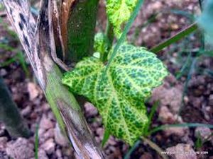 uploads/images/disease/Yellow moasic virus.jpg
